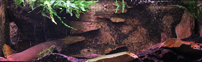Fotorelacja z paryskiego Aquarium tropical de la Porte Dorée 