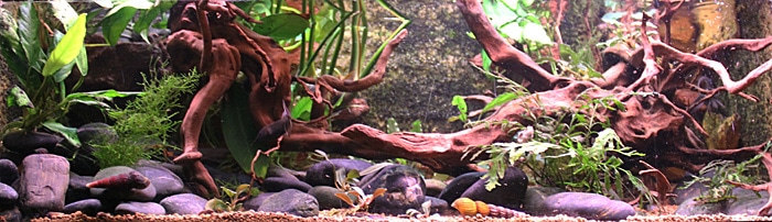 Fotorelacja z paryskiego Aquarium tropical de la Porte Dorée 