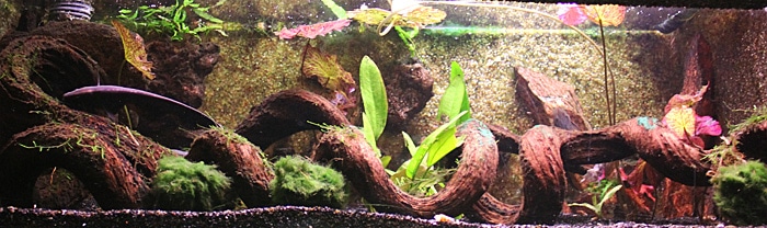 Fotorelacja z paryskiego Aquarium tropical de la Porte Dorée 