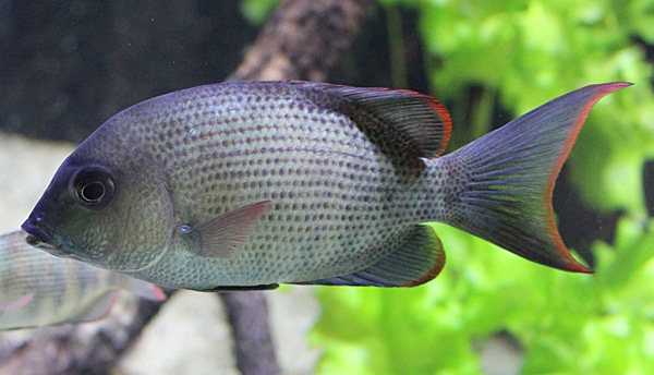 Fotorelacja z paryskiego Aquarium tropical de la Porte Dorée 