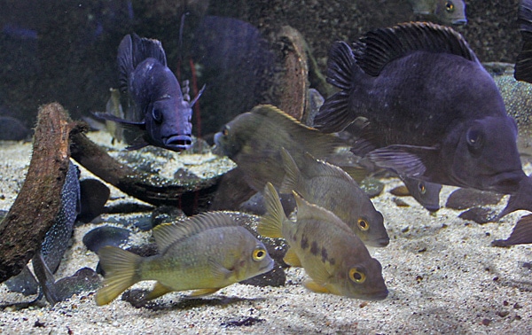 Fotorelacja z paryskiego Aquarium tropical de la Porte Dorée 