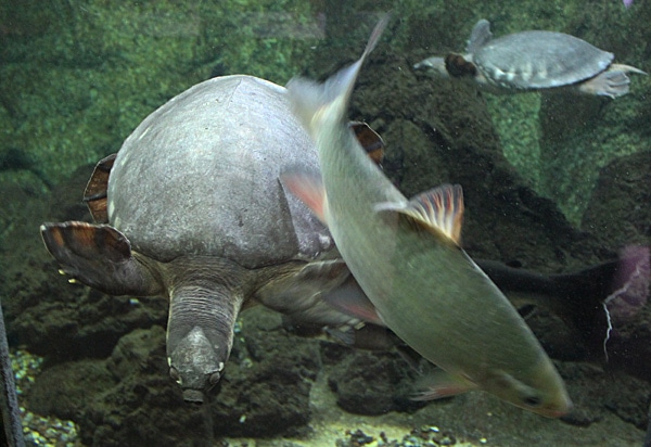 Fotorelacja z paryskiego Aquarium tropical de la Porte Dorée 