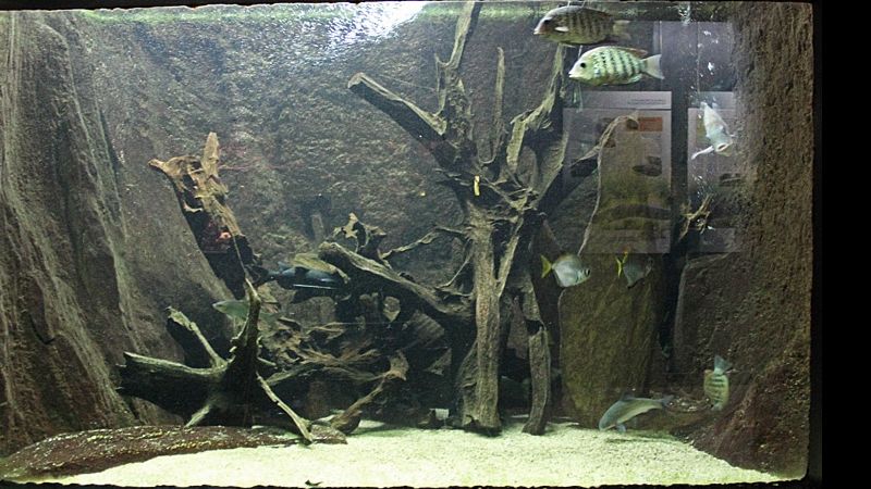 Fotorelacja z paryskiego Aquarium tropical de la Porte Dorée 
