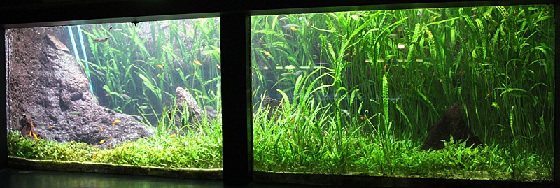 Fotorelacja z paryskiego Aquarium tropical de la Porte Dorée 