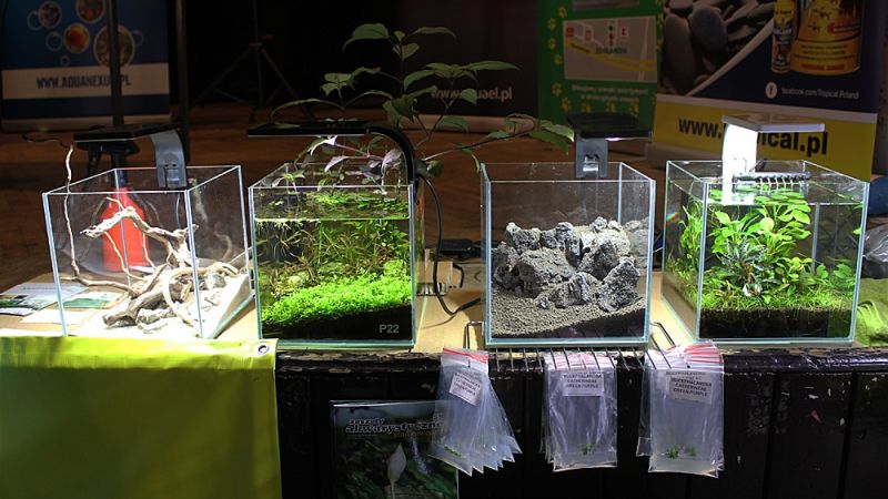 Akcenty akwarystyki roślinnej na Wystawie Aquajura 2016