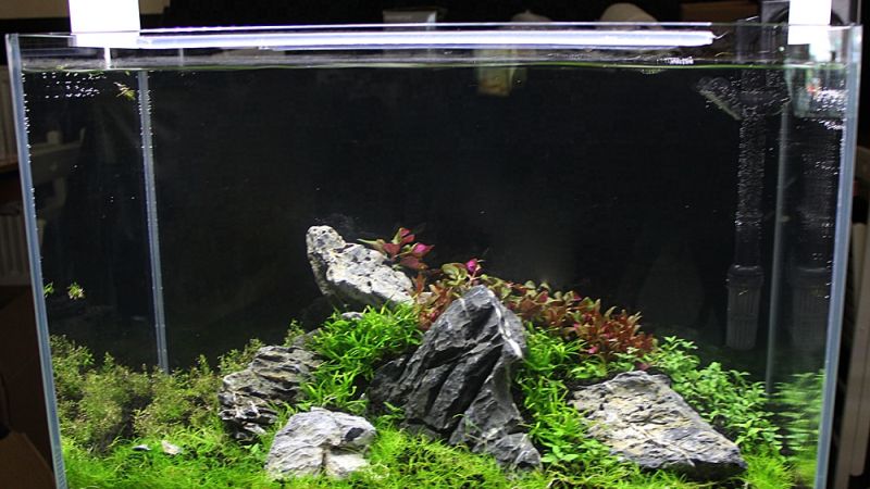 Akcenty akwarystyki roślinnej na Wystawie Aquajura 2016