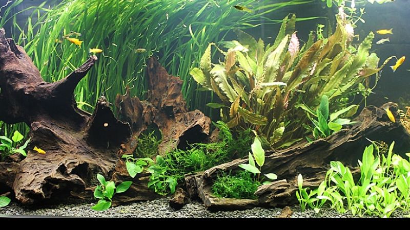 Akcenty akwarystyki roślinnej na Wystawie Aquajura 2016