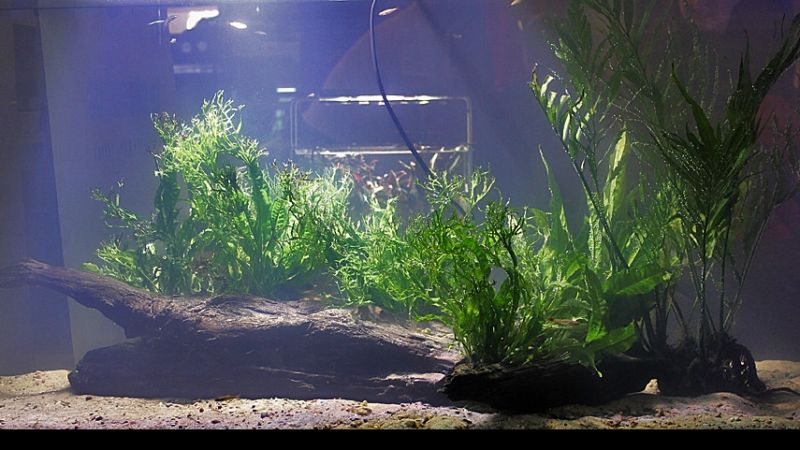 Akcenty akwarystyki roślinnej na Wystawie Aquajura 2016