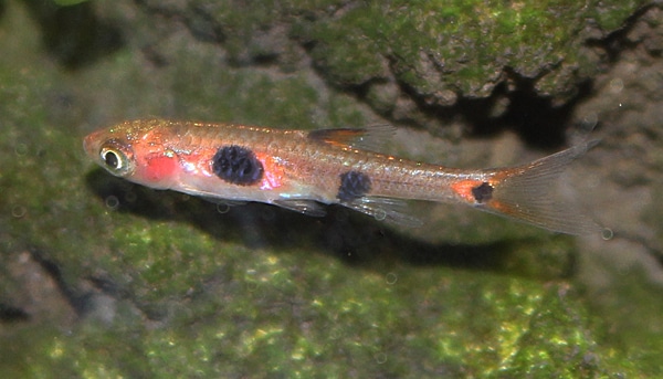 Akcenty akwarystyki roślinnej na Wystawie Aquajura 2016