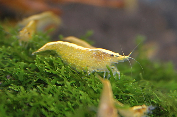 Akcenty akwarystyki roślinnej na Wystawie Aquajura 2016