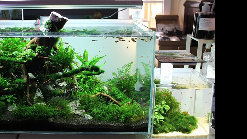 Akcenty akwarystyki roślinnej na Wystawie Aquajura 2016