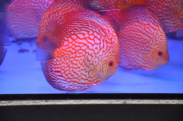 Fotorelacja z GoldfishMarket z Hong Kongu