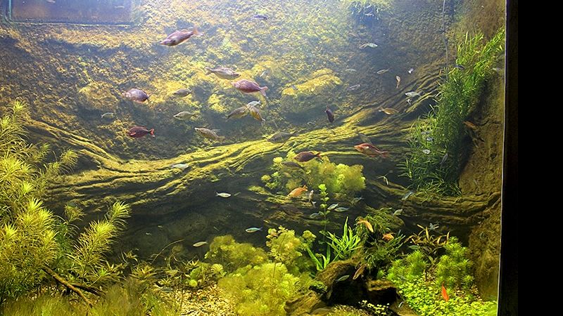 Otwarcie Akwarium w Płockim Ogrodzie Zoologicznym