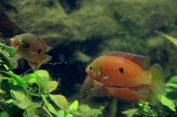 Otwarcie Akwarium w Płockim Ogrodzie Zoologicznym