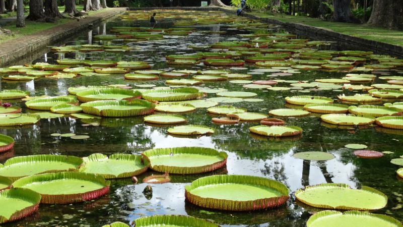 Ogród Botaniczny na Mauritiusie