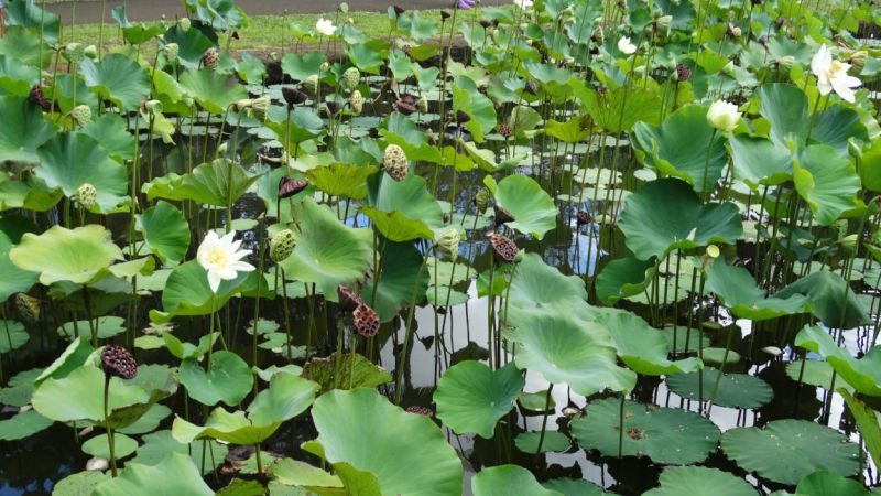 Ogród Botaniczny na Mauritiusie
