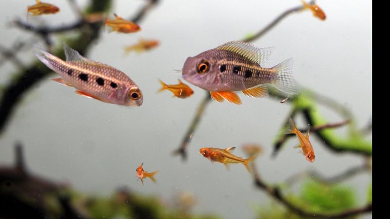 Aquascaping Podcast z Andreą Freel