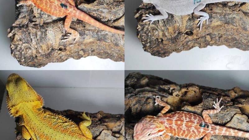 Czy agama brodata może mieszkać w akwarium?
