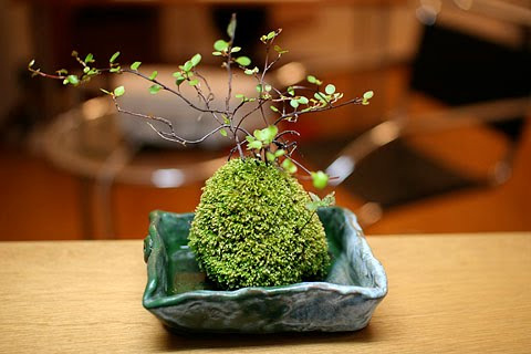 Kokedama - czyli inspiracja wabi-kusa "na sucho"