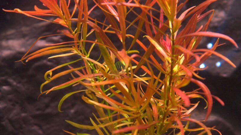 Ludwigia brevipes