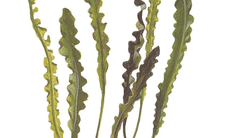Aponogeton longiplumulosus