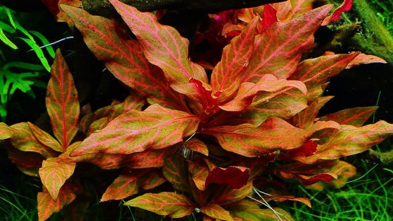 Alternanthera Red Ruby (Alternantera rubinowa) 