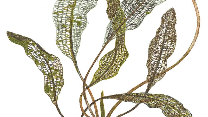 Aponogeton madagascariensis