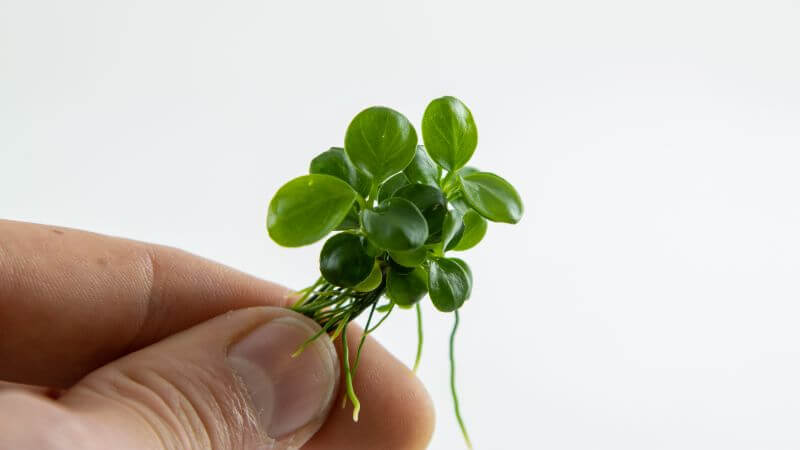 Anubias barteri Mini Coin