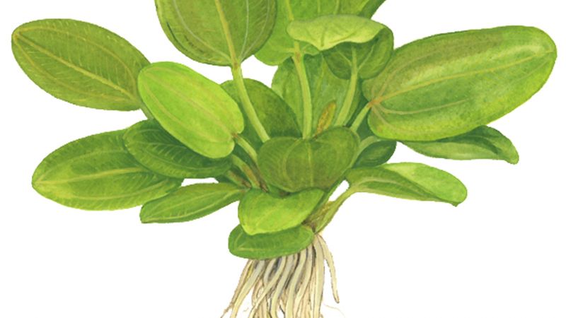 Echinodorus aquartica