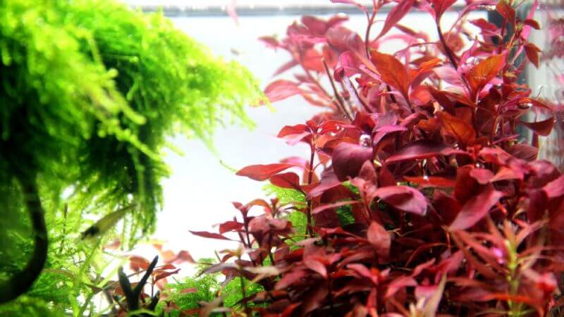 Alternanthera reineckii Rosanervig 