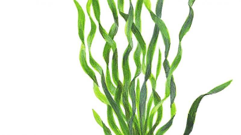 Vallisneria americana asiatica