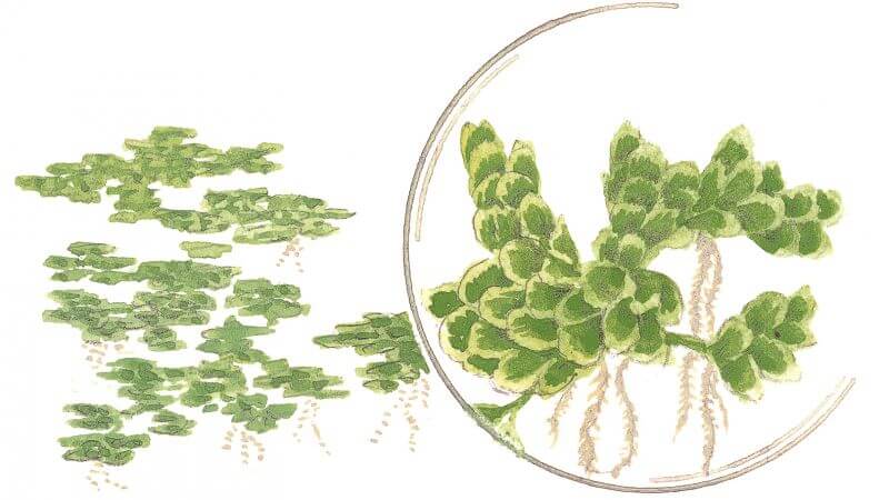 Azolla caroliniana