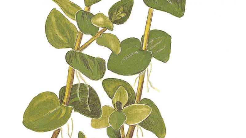 Bacopa caroliniana