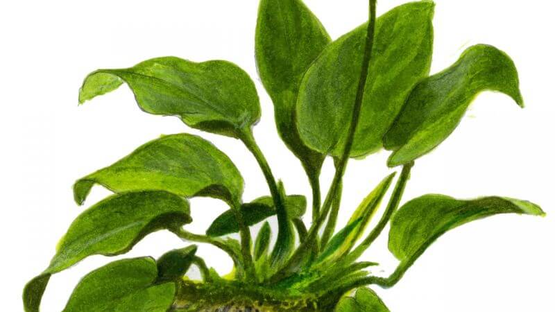 Anubias barteri nana