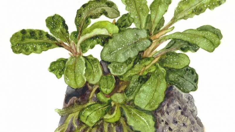 Bucephalandra Wavy Green