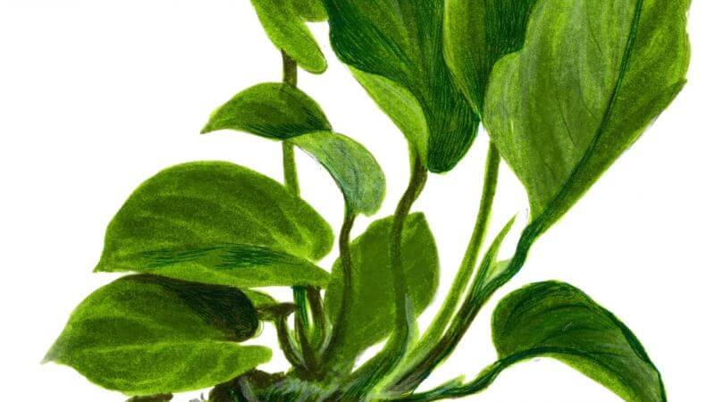 Anubias barteri caladiifolia