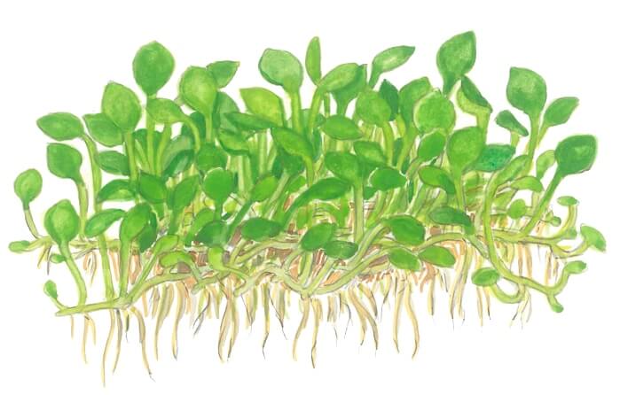 Marsilea crenata