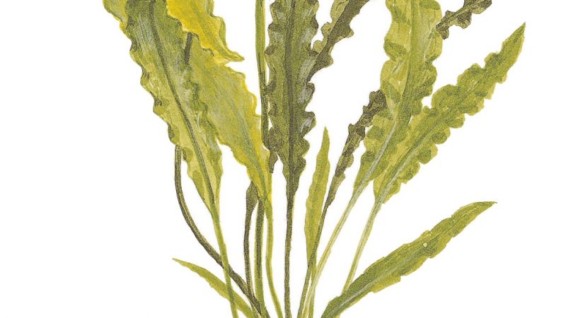 Aponogeton crispus