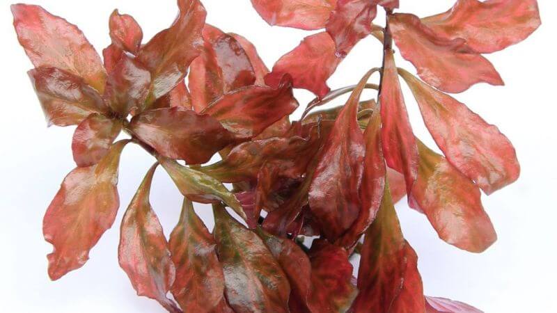Ludwigia Dark Orange