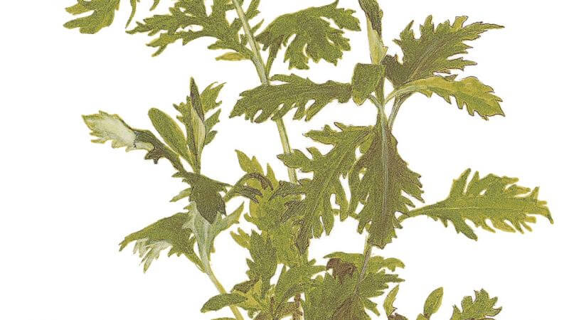 Hygrophila difformis