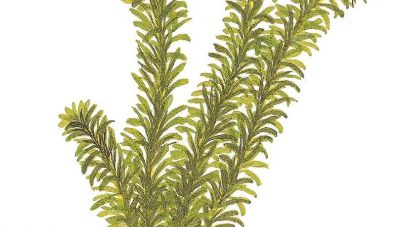 Egeria densa