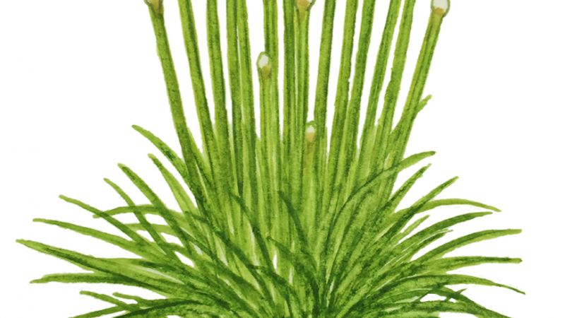 Eriocaulon cinereum