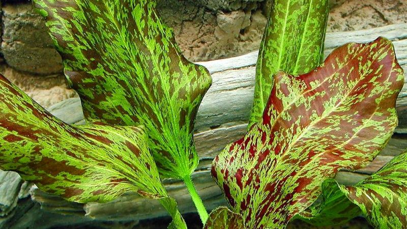 Echinodorus green flame