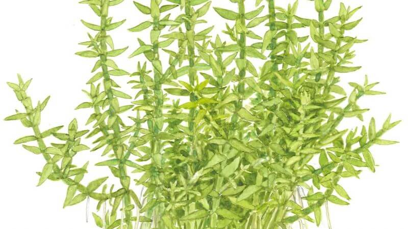Gratiola viscidula