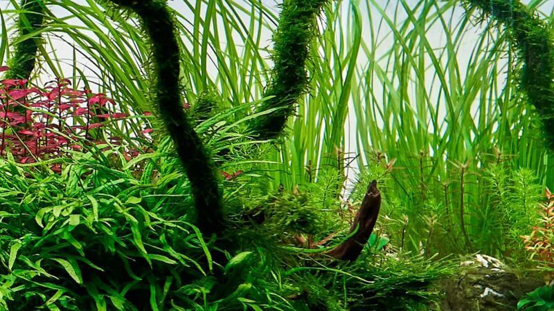 Cyperus helferi - Tatarak błotny