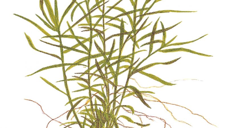 Heteranthera zosterifolia