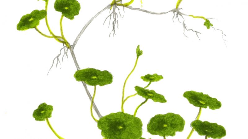 Hydrocotyle verticillata