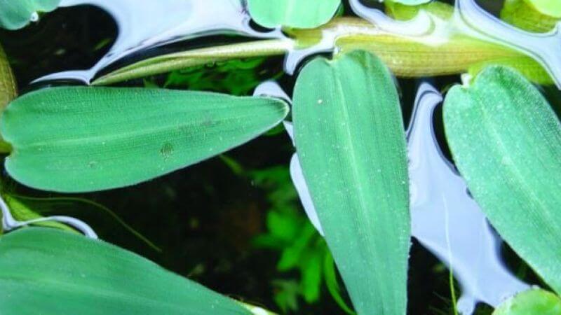 Hygroryza aristata - roślina pływająca