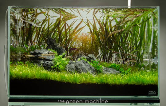 Cryptocoryne balansae (crispatula) - uprawa i wymagania
