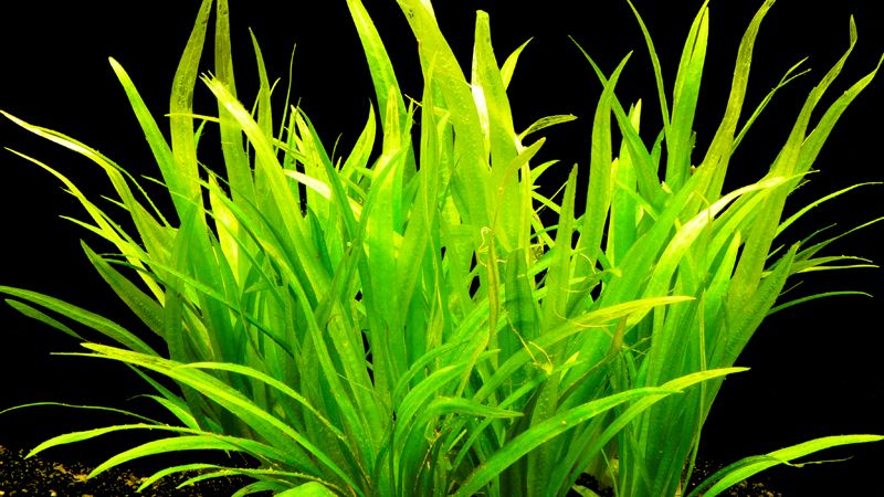 Echinodorus latifolius